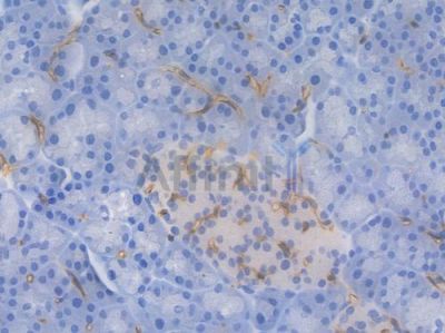 CD31 Recombinant Rabbit mAb - BF3031 at 1/100 staining Mouse pancreatic tissue by IHC-P.