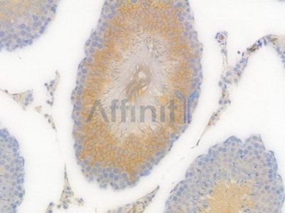 CD31 Recombinant Rabbit mAb - BF3031 at 1/100 staining Rat testicular tissue by IHC-P.