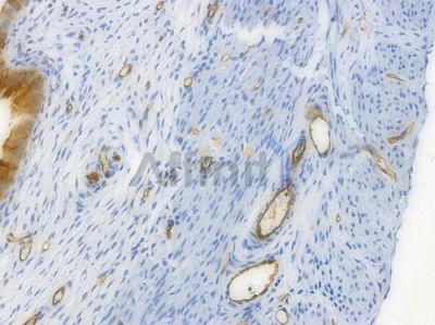 CD31 Recombinant Rabbit mAb - BF3031 at 1/100 staining Rat uterine tissue by IHC-P.