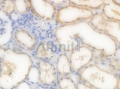 IDH1 Recombinant Rabbit mAb - BF4412 at 1/100 staining Human renal tissue by IHC-P.