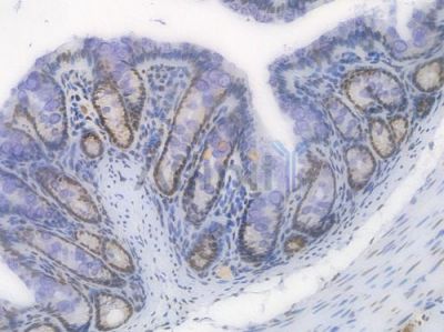 EHMT2 Recombinant Rabbit mAb - BF4422 at 1/100 staining Mouse rectal tissue by IHC-P.