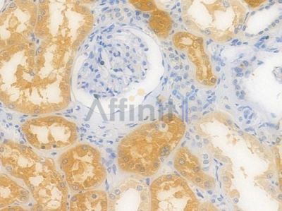 PAH Recombinant Rabbit mAb - BF4434 at 1/100 staining Human renal tissue by IHC-P.