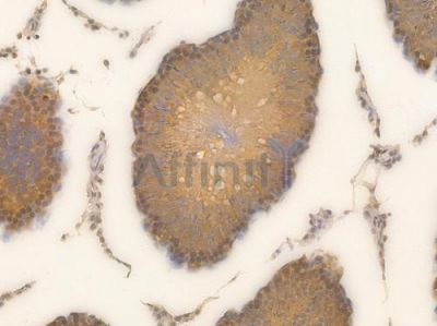 eIF4E Recombinant Rabbit mAb - BF4436 at 1/100 staining Rat testicular tissue by IHC-P.