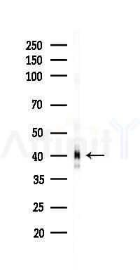 JunB Recombinant Rabbit mAb - Western blot analysis of lysates from PC12 cells(UV 30min treatment), using JunB Recombinant Rabbit mAb at 1/1000 dilution.