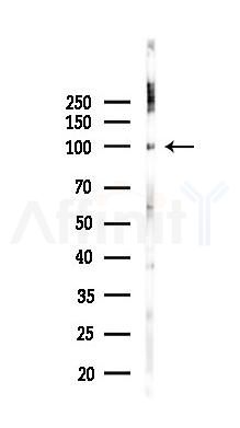 RAPGEF3 Recombinant Rabbit mAb - Western blot analysis of lysates from Mouse testis, using RAPGEF3 Recombinant Rabbit mAb at 1/1000 dilution.
