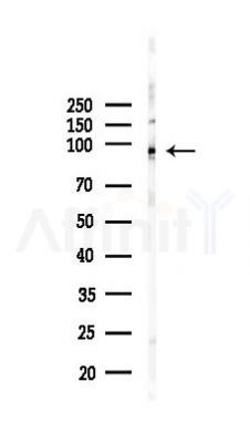 IFT88 Recombinant Rabbit mAb - Western blot analysis of lysates from Mouse testis, using IFT88 Recombinant Rabbit mAb at 1/1000 dilution.