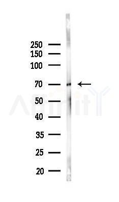 Syndecan-3 Recombinant Rabbit mAb - Western blot analysis of lysates from Mouse testis, using Syndecan-3 Recombinant Rabbit mAb at 1/1000 dilution.