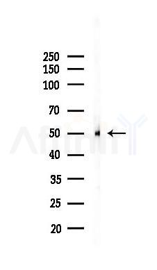 beta I Tubulin Recombinant Rabbit mAb - Western blot analysis of lysates from Mouse testis, using beta I Tubulin Recombinant Rabbit mAb at 1/1000 dilution.