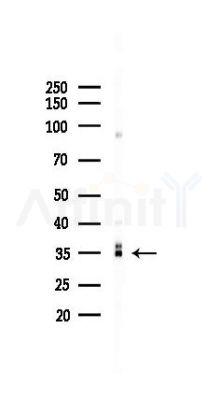 MOG Recombinant Rabbit mAb - Western blot analysis of lysates from 293 cells(UV 30min treatment), using MOG Recombinant Rabbit mAb at 1/1000 dilution.