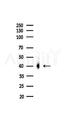 BMI1 Recombinant Rabbit mAb - Western blot analysis of lysates from Mouse testis, using BMI1 Recombinant Rabbit mAb at 1/1000 dilution.