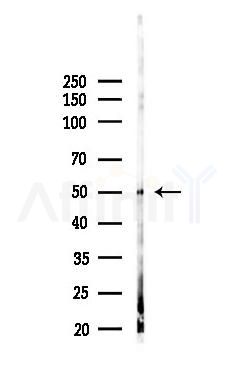 TMPRSS2 Recombinant Rabbit mAb - Western blot analysis of lysates from Mouse testis, using TMPRSS2 Recombinant Rabbit mAb at 1/1000 dilution.