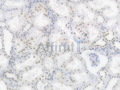 Phospho-POLR2A (Ser2) Recombinant Rabbit mAb - BF4510 at 1/100 staining Human renal tissue by IHC-P.
