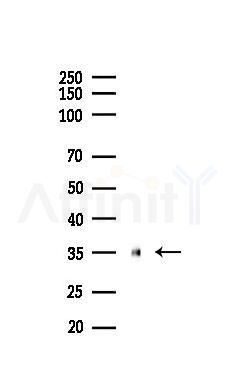 USF1 Recombinant Rabbit mAb - Western blot analysis of lysates from Mouse kidney, using USF1 Recombinant Rabbit mAb at 1/1000 dilution.