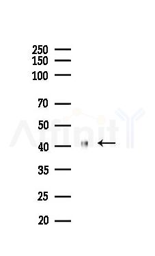 AZGP1 Recombinant Rabbit mAb - Western blot analysis of lysates from Mouse kidney, using AZGP1 Recombinant Rabbit mAb at 1/1000 dilution.