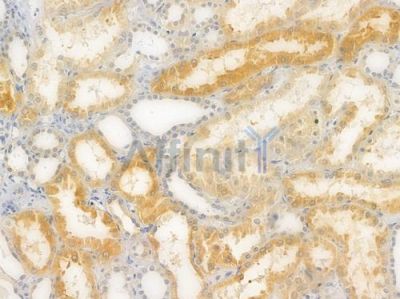 ENTPD5 Recombinant Rabbit mAb - BF4560 at 1/100 staining Human renal tissue by IHC-P.