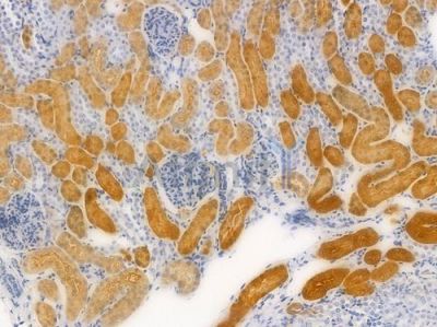 ATG10 Recombinant Rabbit mAb - BF4570 at 1/100 staining Mouse renal tissue by IHC-P.