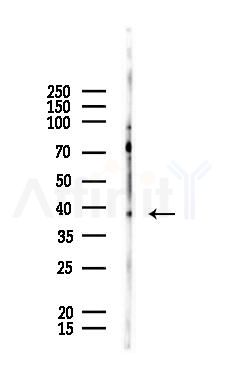 RASSF1 Recombinant Rabbit mAb - Western blot analysis of lysates from Rat testis, using RASSF1 Recombinant Rabbit mAb at 1/1000 dilution.