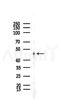 Aurora A Recombinant Rabbit mAb - Western blot analysis of lysates from 293 cells(starvation 24h treatment), using Aurora A Recombinant Rabbit mAb at 1/1000 dilution.
