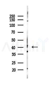 TGF beta 1 Mouse monoclonal Antibody - Western blot analysis of lysates from Rat brain, using TGF beta 1 Mouse monoclonal Antibody at 1/1000 dilution.