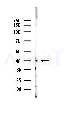 CREB Mouse monoclonal antibody - Western blot analysis of lysates from Rat brain, using CREB Mouse monoclonal antibody at 1/1000 dilution.