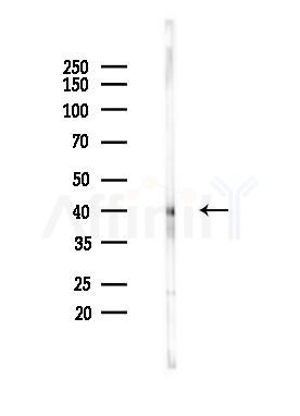 CREB Mouse monoclonal antibody - Western blot analysis of lysates from Mouse spleen, using CREB Mouse monoclonal antibody at 1/1000 dilution.
