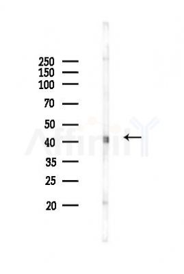 CREB Mouse monoclonal antibody - Western blot analysis of lysates from B16F10-LUC cells(starvation 24h treatment), using CREB Mouse monoclonal antibody at 1/1000 dilution.