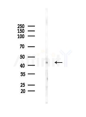 CREB Mouse monoclonal antibody - Western blot analysis of lysates from RAW264.