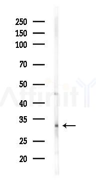 AQP4 Mouse Monoclonal Antibody - Western blot analysis of lysates from Mouse lung, using AQP4 Mouse Monoclonal Antibody at 1/1000 dilution.
