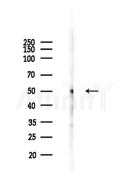 SMAD6 Mouse Monoclonal Antibody - Western blot analysis of lysates from Rat muscle, using SMAD6 Mouse Monoclonal Antibody at 1/1000 dilution.