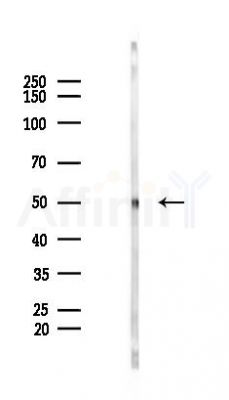 DUSP9 Mouse Monoclonal Antibody - Western blot analysis of lysates from Rat liver, using DUSP9 Mouse Monoclonal Antibody at 1/1000 dilution.