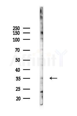 DEDD Antibody - Western blot analysis of lysates from B16F10-LUC cells(LPS 4h treatment), using DEDD Antibody at 1/1000 dilution.