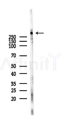 KALRN Antibody - Western blot analysis of lysates from Mouse brain, using KALRN Antibody at 1/1000 dilution.
