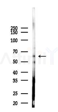NRBP1 Antibody - Western blot analysis of lysates from B16F10-LUC cells(LPS 4h treatment), using NRBP1 Antibody at 1/1000 dilution.