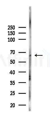 ZnT7 Antibody - Western blot analysis of lysates from Mouse heart, using ZnT7 Antibody at 1/1000 dilution.