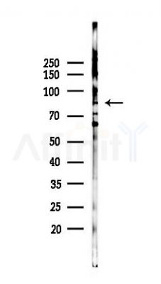 HOOK1 Antibody - Western blot analysis of lysates from 293 cells(UV 30min treatment), using HOOK1 Antibody at 1/1000 dilution.