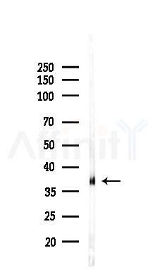 MFAP4 Antibody - Western blot analysis of lysates from Mouse testis, using MFAP4 Antibody at 1/1000 dilution.