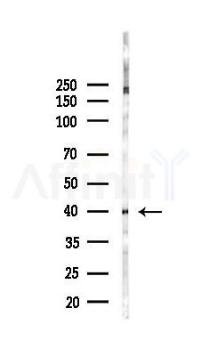 ILF2 Antibody - Western blot analysis of lysates from Mouse testis, using ILF2 Antibody at 1/1000 dilution.