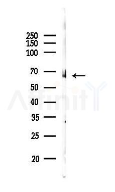 SDPR Antibody - Western blot analysis of lysates from Rat lung, using SDPR Antibody at 1/1000 dilution.