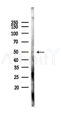 Fibromodulin Antibody - Western blot analysis of lysates from Mouse testis, using Fibromodulin Antibody at 1/1000 dilution.