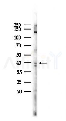 Mael Antibody - Western blot analysis of lysates from HUVEC cells(UV 30min treatment), using Mael Antibody at 1/1000 dilution.