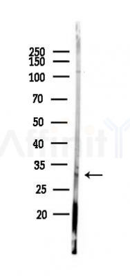 HMG20B Antibody - Western blot analysis of lysates from PC12 cells(LPS 4h treatment), using HMG20B Antibody at 1/1000 dilution.
