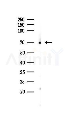PPP2R3B Antibody - Western blot analysis of lysates from Rat heart, using PPP2R3B Antibody at 1/1000 dilution.