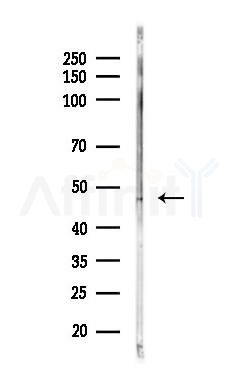 SIRPB1 Antibody - Western blot analysis of lysates from Mouse muscle, using SIRPB1 Antibody at 1/1000 dilution.