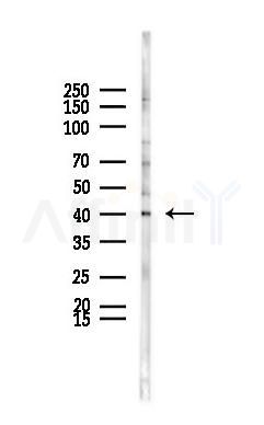 YOD1 Antibody - Western blot analysis of lysates from K562 cells(heat-shock 45min treatment), using YOD1 Antibody at 1/1000 dilution.