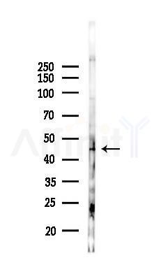 OR2AJ1 Antibody - Western blot analysis of lysates from PC12 cells(heat-shock 45min treatment), using OR2AJ1 Antibody at 1/1000 dilution.