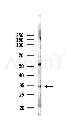 OR52W1 Antibody - Western blot analysis of lysates from COLO205 cells(heat-shock 45min treatment), using OR52W1 Antibody at 1/1000 dilution.
