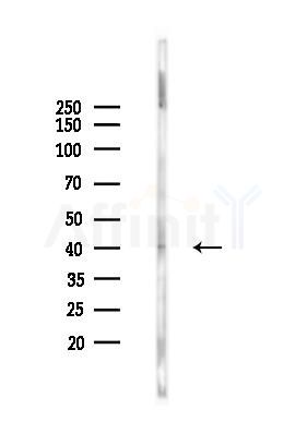 OR8S1 Antibody - Western blot analysis of lysates from Mouse brain, using OR8S1 Antibody at 1/1000 dilution.