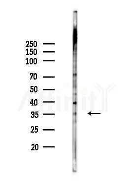 TAS2R16 Antibody - Western blot analysis of lysates from K562 cells(heat-shock 45min treatment), using TAS2R16 Antibody at 1/1000 dilution.