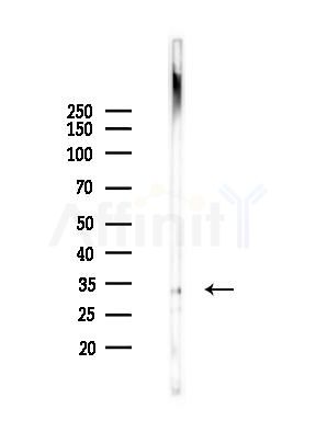 OR10A7 Antibody - Western blot analysis of lysates from Mouse brain, using OR10A7 Antibody at 1/1000 dilution.
