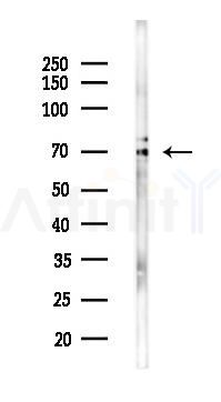 NUMBL Antibody - Western blot analysis of lysates from 293 cells(LPS 4h treatment), using NUMBL Antibody at 1/1000 dilution.